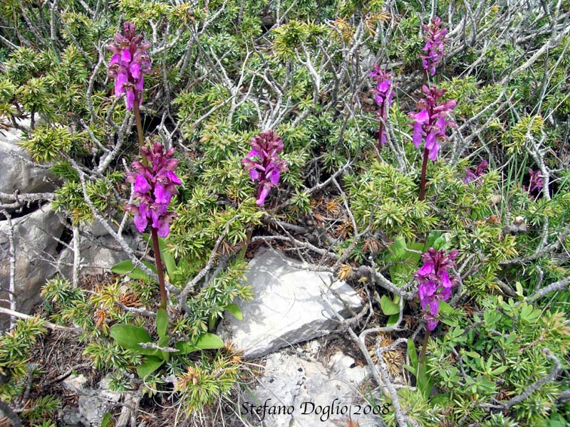 Orchis spitzelii e altro dai Simbruini